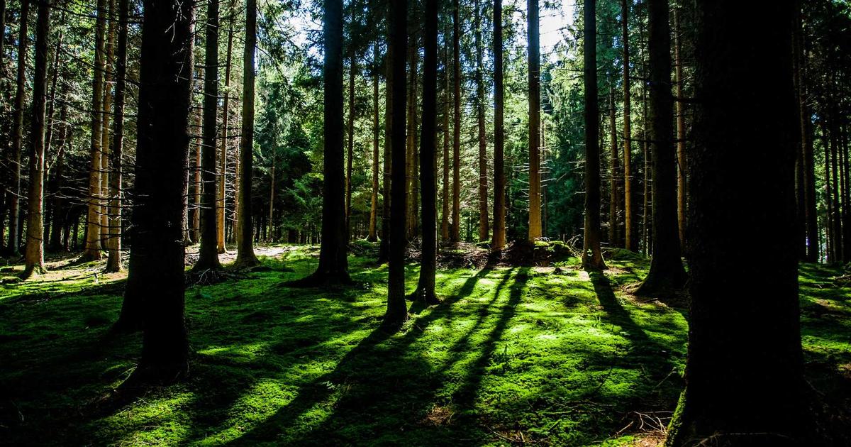 How AI SEO Helps Independent Tour Guides Get Discovered (And What Travelers Actually Search For)